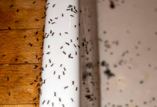 Trusted Inwood, WV Pest Control Experts
